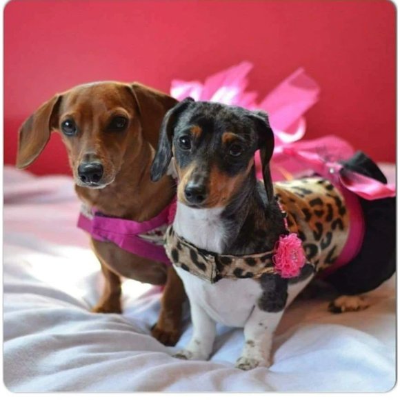 Dog Pet Dress Hoodie Costume, Dog Birthday Tutu Dog Princess Costume Pet Clothes - Picture 10 of 12